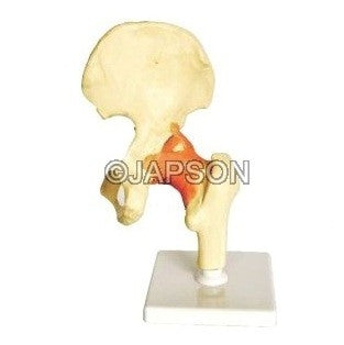 Human Hip Joint Model Human Hip Joint Model